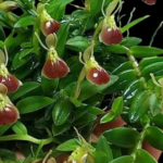 Ορχιδέα Botanik Epidendrum Porpax